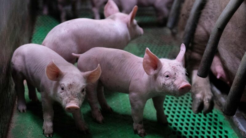 中共繁育转基因猪 分析：带来的后果是灾难性的
