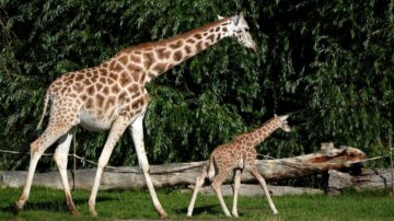 呆萌！英國動物園新添瀕危羅氏小長頸鹿