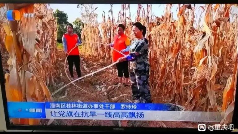 給摘過穗的死玉米稈澆水！ 重慶黨官「抗旱」穿幫