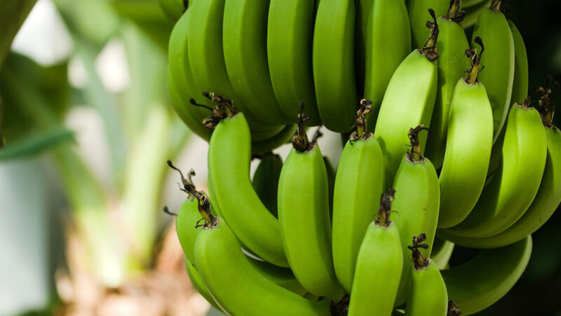 研究：吃生香蕉可大大降低某些癌症风险