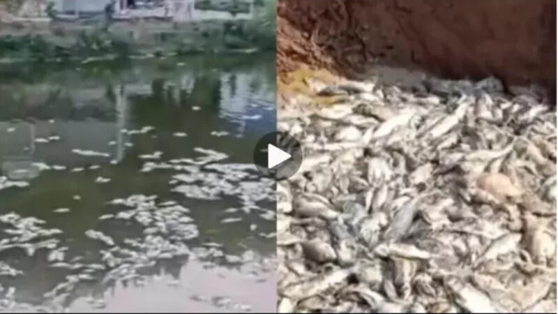 四川高溫停電數萬斤魚缺氧死亡 塘主損失慘重
