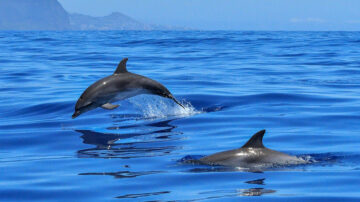 新西蘭特別救援行動 擱淺海豚重回大海