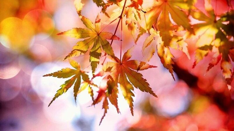 秋天到 天气凉 润肺养颜吃什么最好？