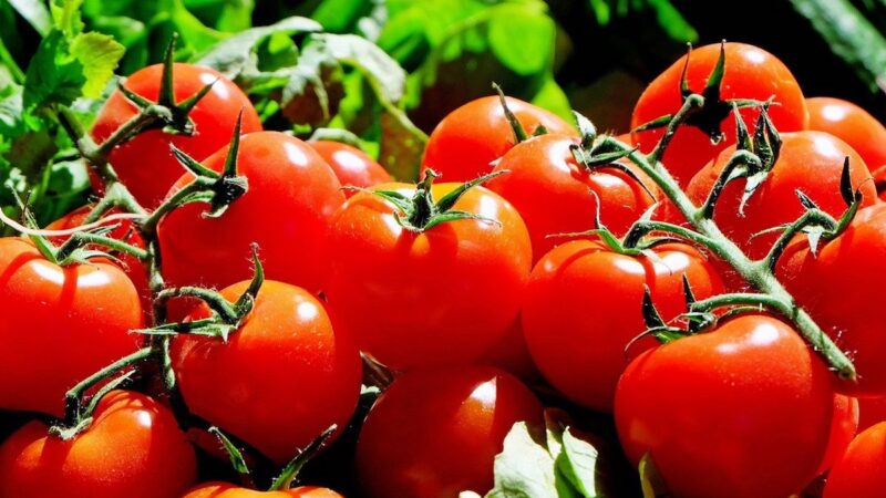 西紅柿生吃好 還是熟吃好？教你幾個去皮小妙招