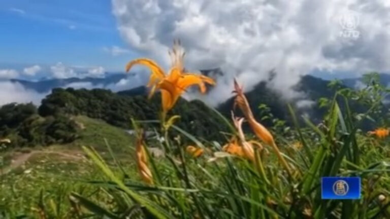 太麻里金針花季 金黃花海閃耀奪目