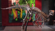 把恐龙请回家？法国将拍卖小型恐龙骨架