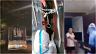 中国威廉希尔体育官网快报：中共辱民防疫 广州运猪车拉人隔离 河南锁链下做核酸