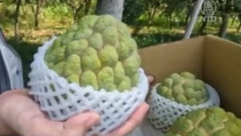 台東大目釋迦上市了  傳統風味受遊客青睞