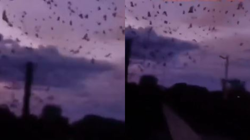 四川地震前异象 蝙蝠密集盘旋场面惊悚（视频）
