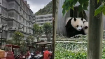 地震前夕 贵阳猴子成群下山 闯入居民区（多视频）