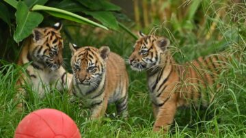 呆萌可愛 倫敦動物園三虎崽體檢