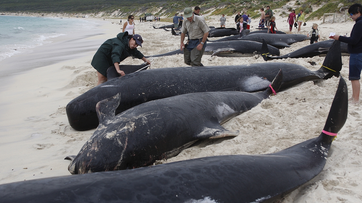 鯨魚擱淺在澳洲海岸邊。(GettyImages)