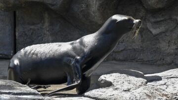 三代同堂 芝加哥水族馆海狮大团圆