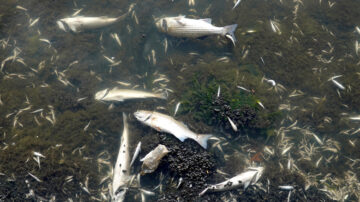 有毒藻類 死魚屍體衝上舊金山灣區海岸