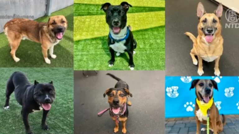 免費領養大型犬 帕薩迪納收養活動週日截止