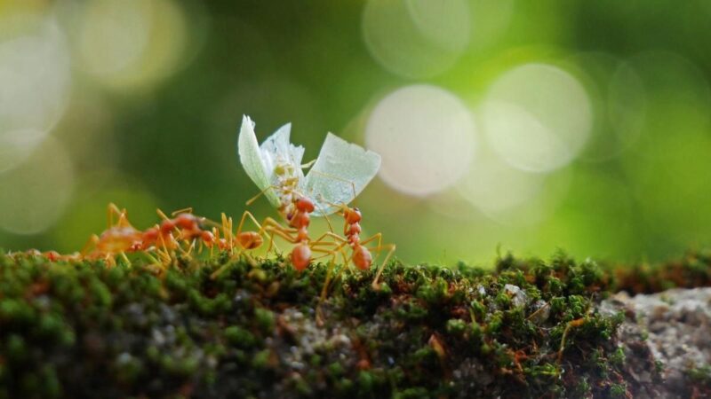至少2万兆只蚂蚁 维护地球生态系统