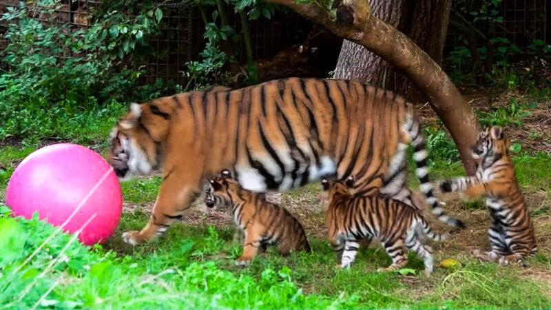 三虎崽命名 倫敦動物園支招區分三胞胎