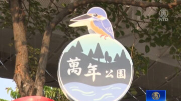 秋意浓栾树换彩衣 一窥屏东万年溪限定美景