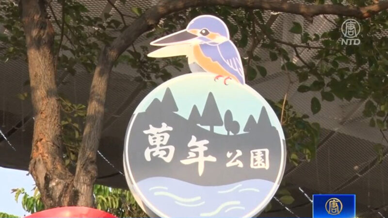 秋意濃欒樹換彩衣 一窺屏東萬年溪限定美景