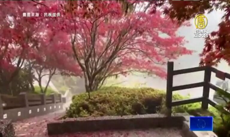 宜蘭太平山莊紫葉槭綻放「火紅隧道」美景如詩