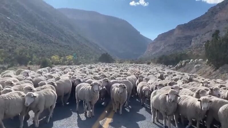 猶他州羊群堵路 國家森林發交通警告