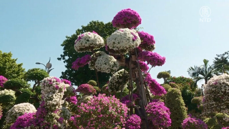 观叶植物、九重葛好疗愈 防疫期间配角变主角