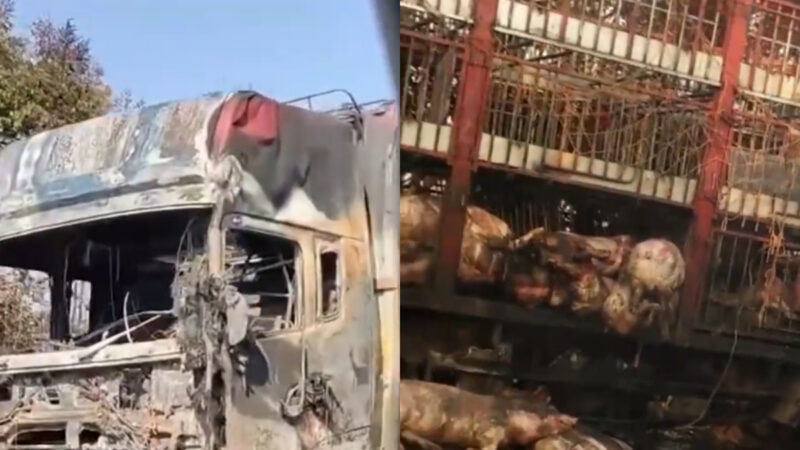 太惨了 湖北襄阳货车着火 近百头生猪被烤熟（视频）