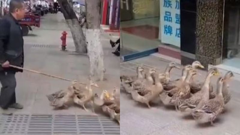 重庆大爷街头卖鸭 鸭子主动让客人挑选（视频）
