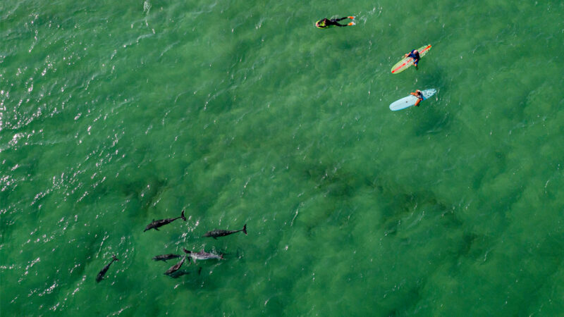 乖乖听话 一条鲨鱼被一群海豚逐出南非海湾