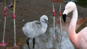 休斯頓動物園孵化火烈鳥 取名休斯頓棒球隊