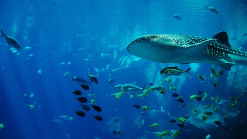 研究：鲨鱼竟被有些鱼类当成止痒工具