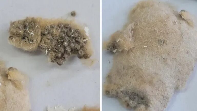 美海關: 來自中國船隻攜危險物種欲靠岸