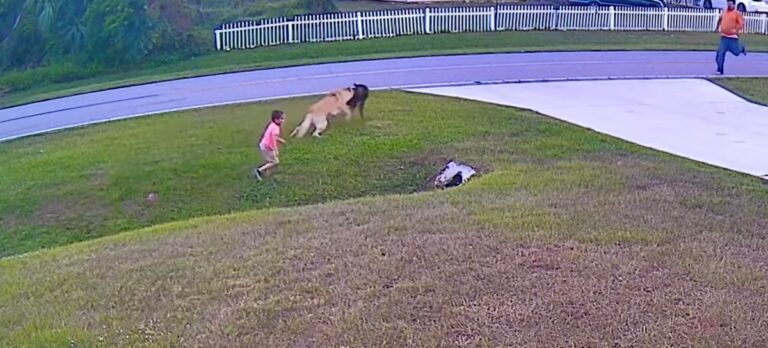 護6歲小主人！德國狼犬擊退鄰家黑狗攻擊
