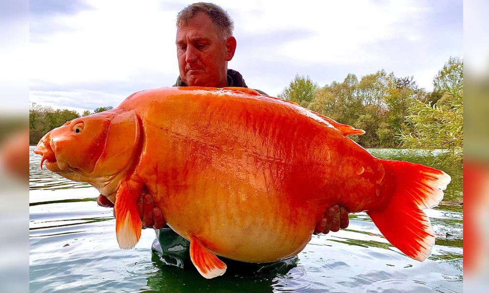 [新聞] 英男釣到巨無霸金魚 30公斤可望破世界紀錄