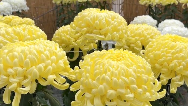 日本小田原城 秋日賞菊趣味多