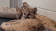休斯頓動物園收養兩頭美洲獅