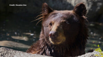 休斯頓動物園收養一隻流浪熊