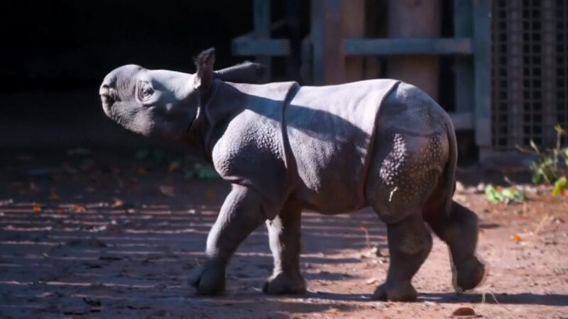 【輕鬆一刻】呆萌可愛 英動物園新添瀕危犀牛寶寶