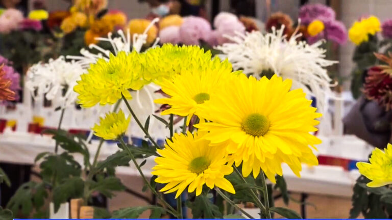 第十屆灣區年度菊花展 日本帝王花獲一等獎