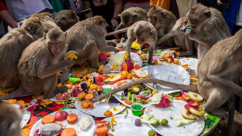 泰国举办年度“猴子节” 四千猴子竞相争食