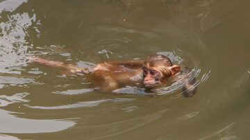 疫情封控南京動物園生存難 直播、認養籌款自救