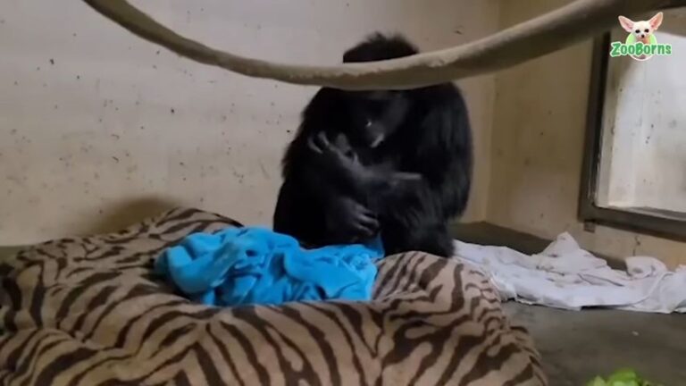 畫面感人！ 黑猩猩剖腹產後首見寶寶抱緊緊