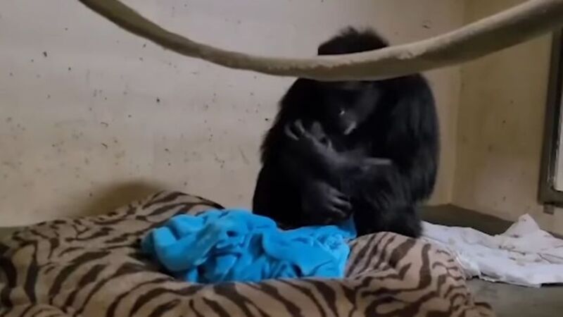 画面感人！ 黑猩猩剖腹产后首见宝宝抱紧紧