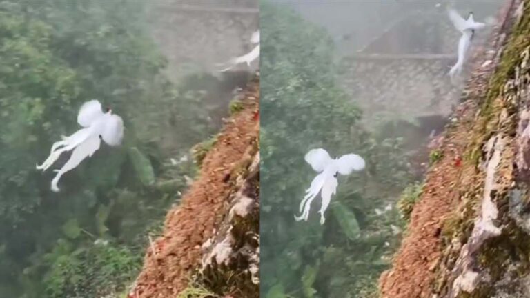 身姿優雅飄逸 白鳳凰峭壁雙飛絕美畫面傳出（圖）