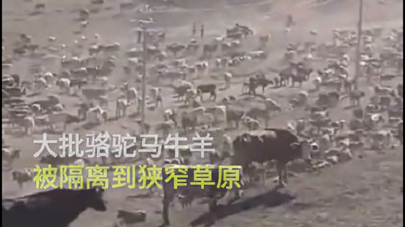 新疆牧區萬頭牛馬集中隔離 羊群戴上口罩（視頻）