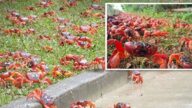 澳洲聖誕島6500萬隻紅蟹遷徙 蔚為奇觀