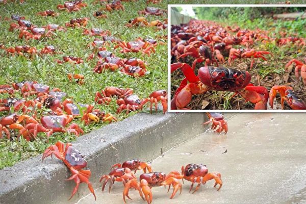 澳洲聖誕島6500萬隻紅蟹遷徙 蔚為奇觀