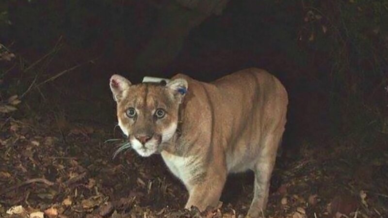 好萊塢著名山獅患病遭安樂死 俊俏身影不再