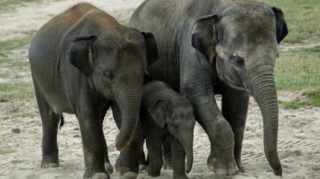 動物園提前過聖誕 象群激動秀輕柔身姿