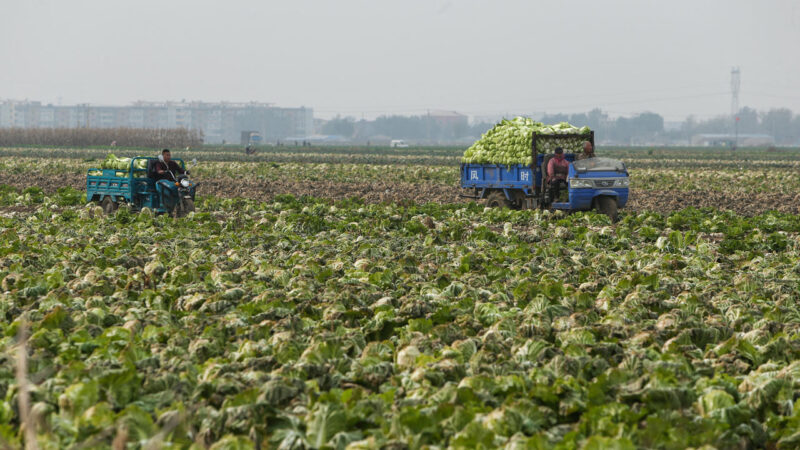 中共防疫致產品滯銷 多地菜農血本無歸